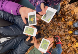 Karty pracy dzieci dotyczące konkretnego gatunku drzew.
