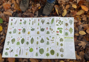 Mapa przedstawiająca leśne gatunki drzew wraz z liśmy i ich owocami.