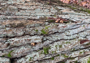 Kora drzew wraz z schowanymi przez wiewiórki zapasami na zimę- żołędziami.
