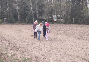 Uczniowie bronują pole za pomocą brony.