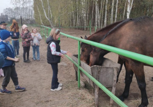 Uczniowie karmią konie.