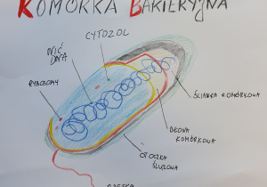 Plakat przedstawiający budowę komórki bakterii