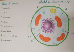 Plakat przedstawiający budowę komórki zwierzęcej.
