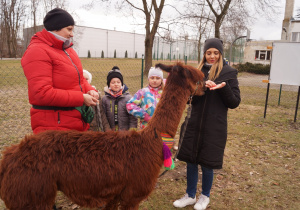 Pani Milena Zdunik - Janocha karmi alpakę