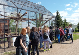 Uczniowie stoją przed klatką w ptaszarni i obserwują ptaki