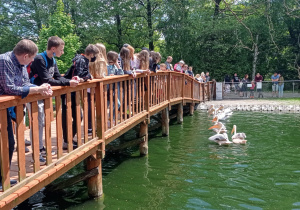 Uczniowie stoją na drewnianym mostku i obserwują ptaki pływające po stawie