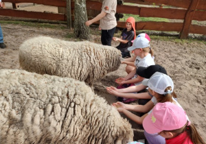 Siedmioro uczniów karmi ziarnem dwie owce w zagrodzie.