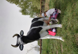 Uczennica klas 2b na słonecznej łące, podczas dojenia sztucznej krowy naturalnych rozmiarów.